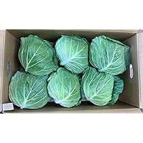 Amazon.co.jp: キャベツ 国産(群馬県産等) キャベツ 6玉 2Lサイズ 10.5